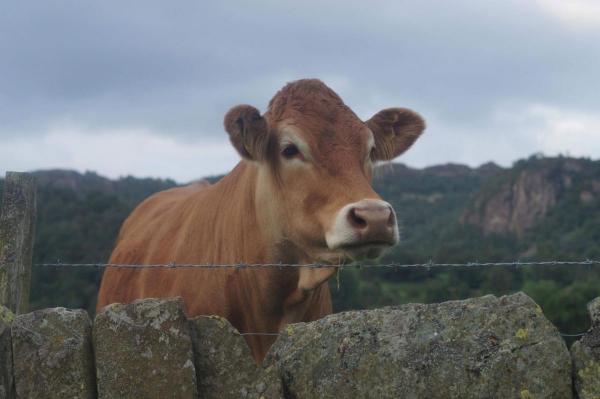 Cows